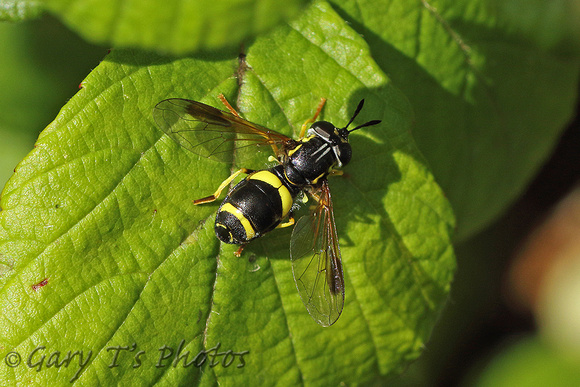 Chrysotoxum bicinctum