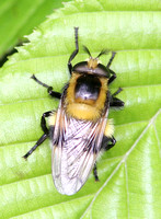 Volucella bombylans (var. planate - Female)
