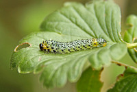 Sawfly - Gooseberry Sawfly (Nematus ribesii)