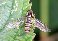 Episyrphus balteatus (Marmalade Fly)