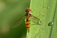 Marmalade Fly (Episyrphus balteatus)