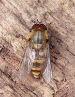 Marmalade Fly (Episyrphus balteatus)