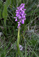 Green-winged Orchid (Orchis morio)