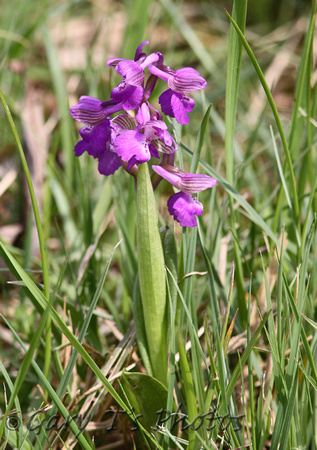 Green-winged Orchid (Orchis morio)