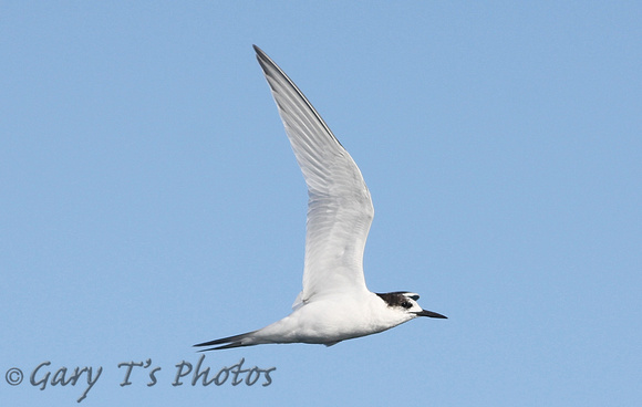 White-fronted Tern (Winter)