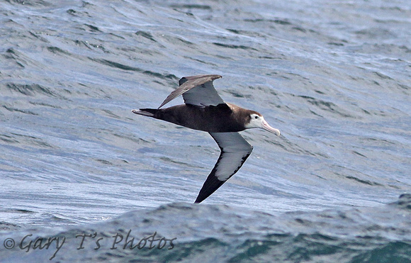 Gibsons Albatross (Juvenile)
