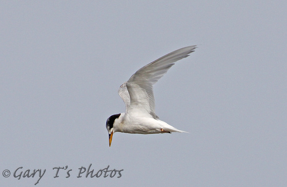 Fairy Tern (Winter)