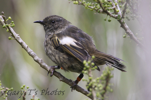 Stitchbird (Female)