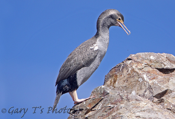 Spotted Shag (Winter)