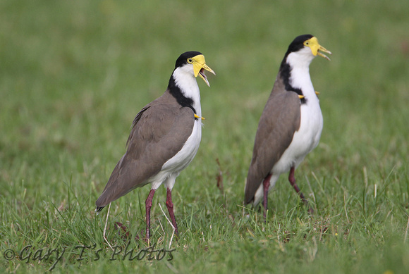 Yellow-wattled Plover or Spur-winged Plover (Vanellus miles)