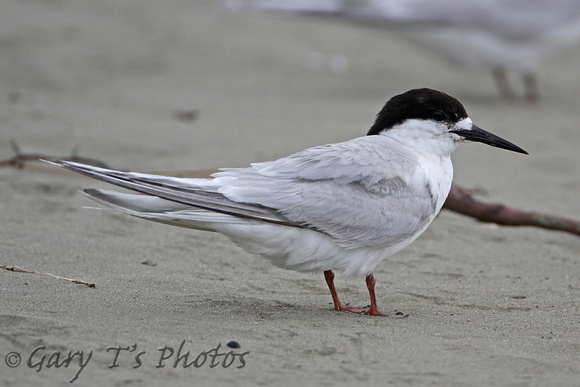 White-fronted Tern (Summer)