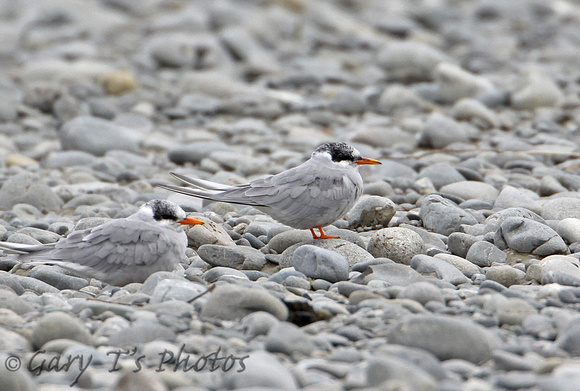 Black-fronted Tern (Summer)