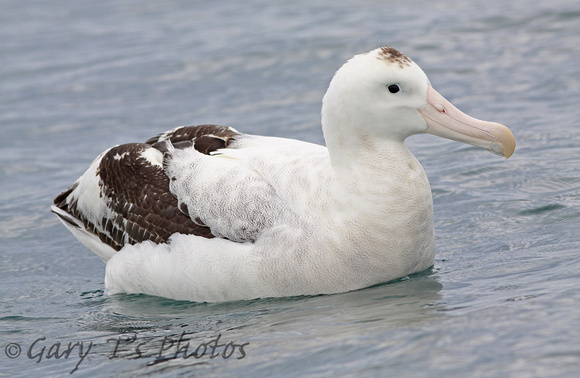 Gibsons Albatross (Sub-Adult)