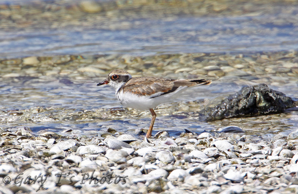 Black-fronted Plover (Female)