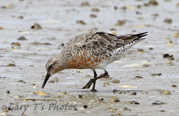 Red Knot (Moulting)