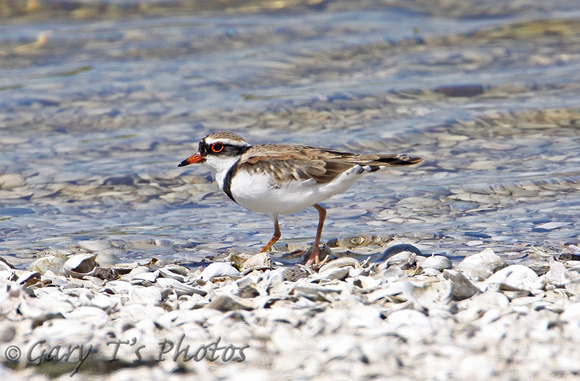Black-fronted Plover (Male)