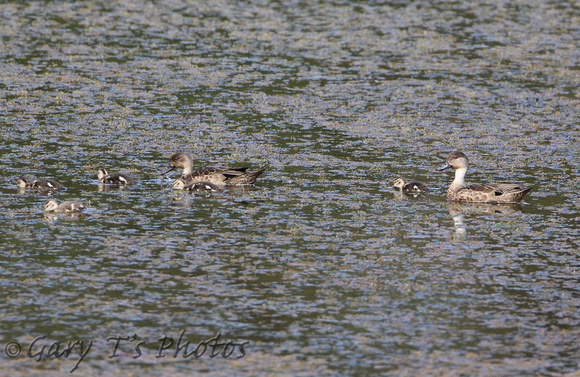 Grey Teal (Family)