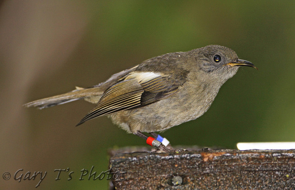 Stitchbird (Juvenile)