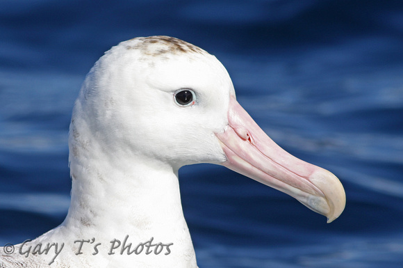 Gibsons Albatross (Sub-Adult)