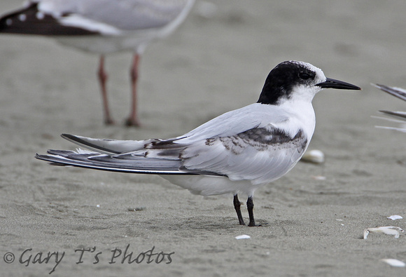 White-fronted Tern (1st Winter)