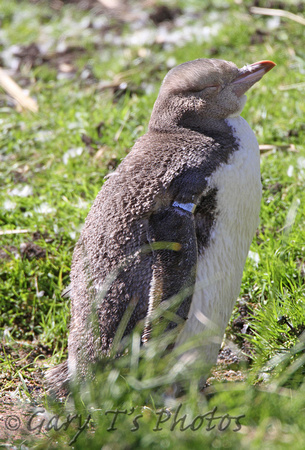 Yellow-eyed Penguin (Juvenile)