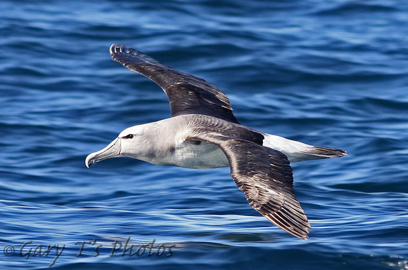 Shy Albatross (Juvenile)