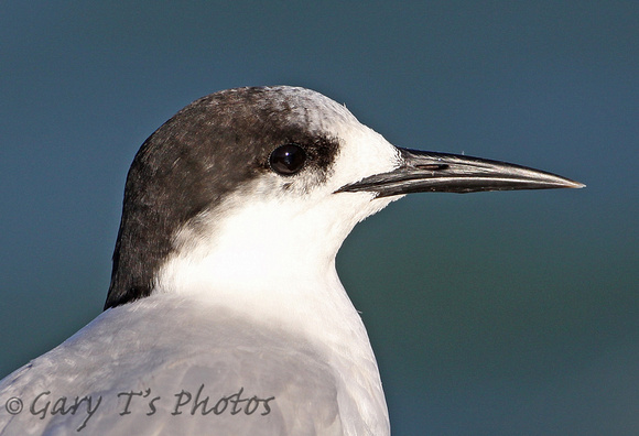 White-fronted Tern (Winter)