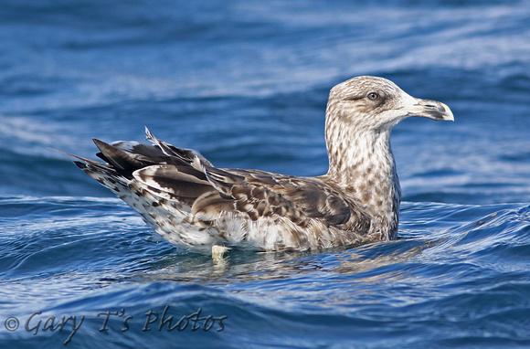 Kelp Gull (2nd Winter)
