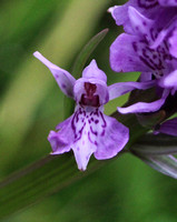 Leopard Marsh Orchid