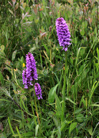 Leopard Marsh Orchid