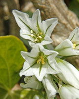 Ransoms or Wild Garlic (Allium ursinum)