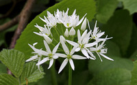 Ransoms or Wild Garlic (Allium ursinum)