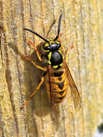 German Wasp (Vespula germanica)