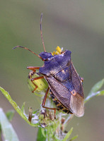 Shieldbug - Forest Shieldbug (Pentatoma rufipes)