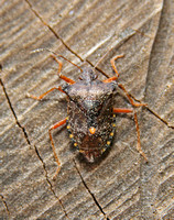 Forest Shieldbug (Pentatoma rufipes)