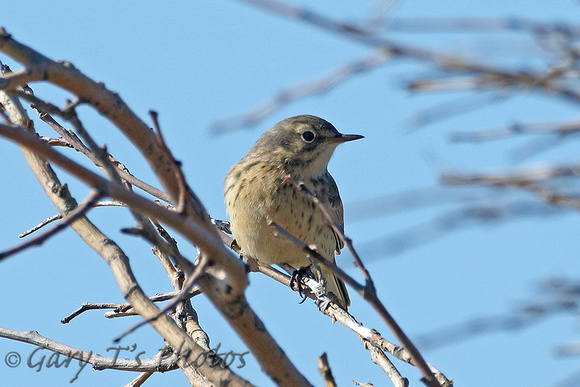 American Buff-bellied Pipit (Summer)