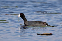American Coot (Adult)