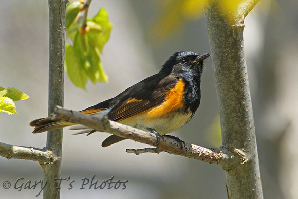 American Redstart (Male)