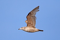 American Herring Gull (1st Summer)