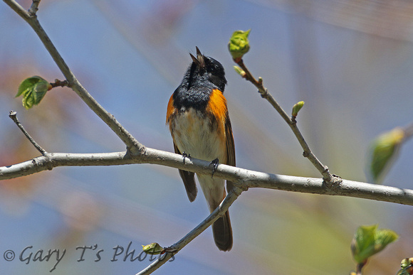 American Redstart (Male)