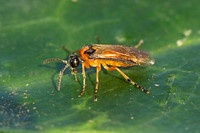 Sawfly - Turnip Sawfly (Athalia rosae)