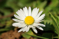Common Daisy (Bellis perennis)