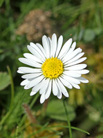 Common or English Daisy (Bellis perennis)
