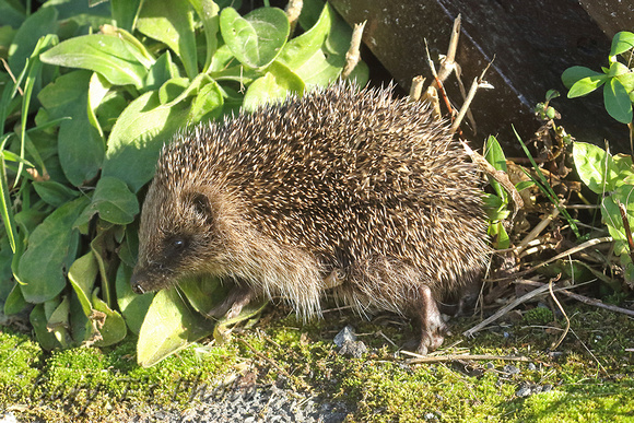 Hedgehog (Erinaceus europaeus)