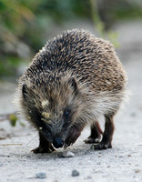 Hedgehog (Erinaceus europaeus)