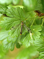 Tiger Cranefly (Nephrotoma sp.)