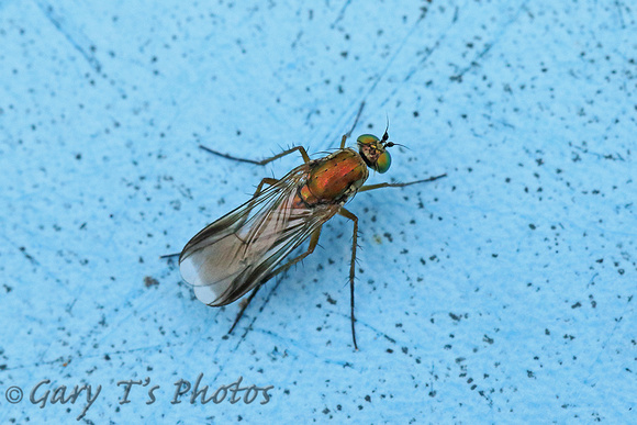 Semaphore Fly (Poecilobothrus nobilitatus)
