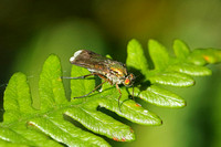 Semaphore Fly (Poecilobothrus nobilitatus)