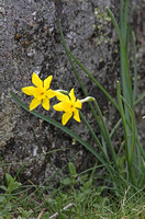 Rush-leaf Jonquil (Narcissus assoanus)
