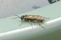 Sawfly (Symphyta sp.)